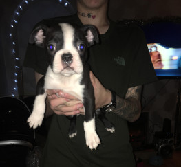 Pets  - 4 BOSTON TERRIER PUPPIES FOR SALE!!