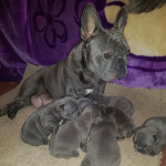 Gorgeous Big Strong Blue French Bulldog Puppies For Sale