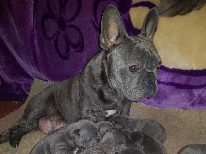 Gorgeous Big Strong Blue French Bulldog Puppies For Sale
