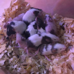Mice for sale ! 
