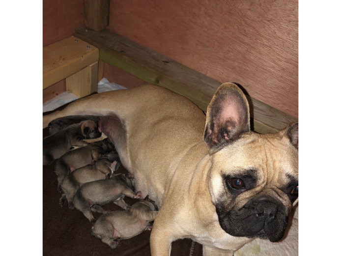 FRENCH BULLDOG PUPPIES REDUCED PRICE
