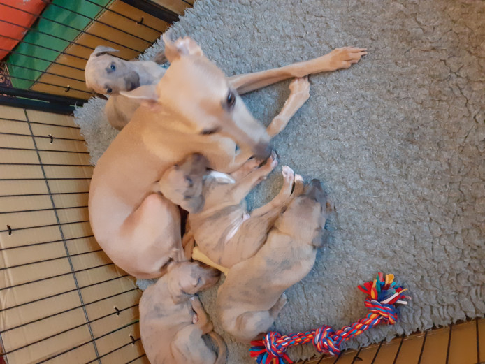 KC REG WHIPPET PUPPIES FOR SALE