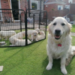 Cream brown golden retrievers puppies KC Registered Pups (3 girl left 3 boys )