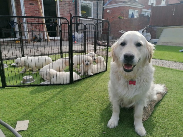 Cream brown golden retrievers puppies KC Registered Pups (3 girl left 3 boys )