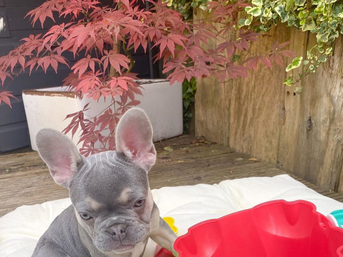 Health Guarantee Male and Female French Bulldog Puppies For Sale..