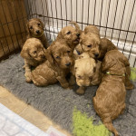 F1 miniature cockapoo pups - DNA tested parents