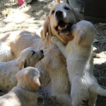 Adorable Golden Retriever puppies looking for new homes 