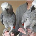 Pair African Grey For Adoption