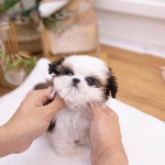  Teacup Shih Tzu puppies Available