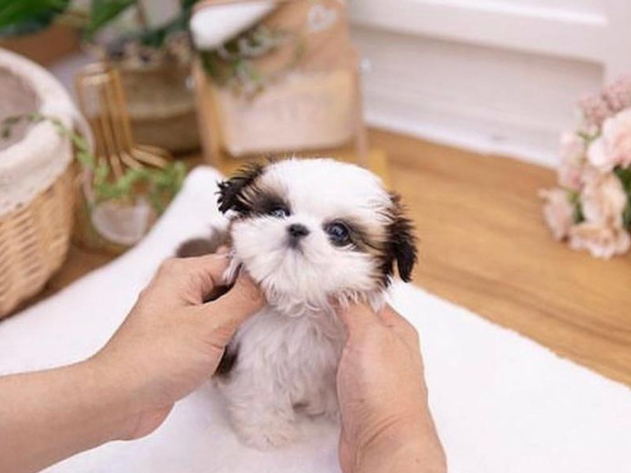  Teacup Shih Tzu puppies Available
