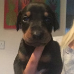 Dobermann puppies for sale