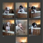 KC Registered English Pointer Puppies