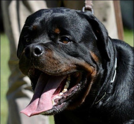 Pets  - World Champion Bloodline Rottweilers For Stud