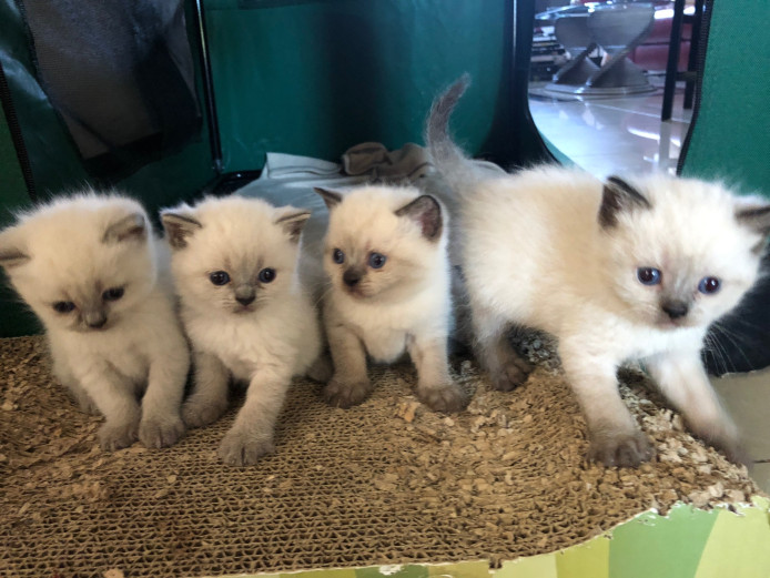 Four beautiful pedigree Persian seal point kittens