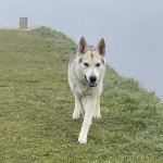 Northern Inuit for sale 