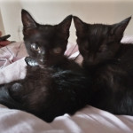 2 beautiful Bombay cats for sale