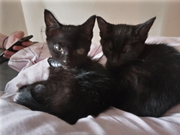 2 beautiful Bombay cats for sale
