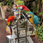 buy scarlet macaw online