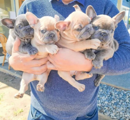 Pets  - French bulldogs ready for there new homes now