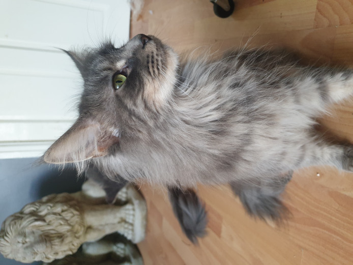 Adorable GCCF Registered Female Maine Coon 