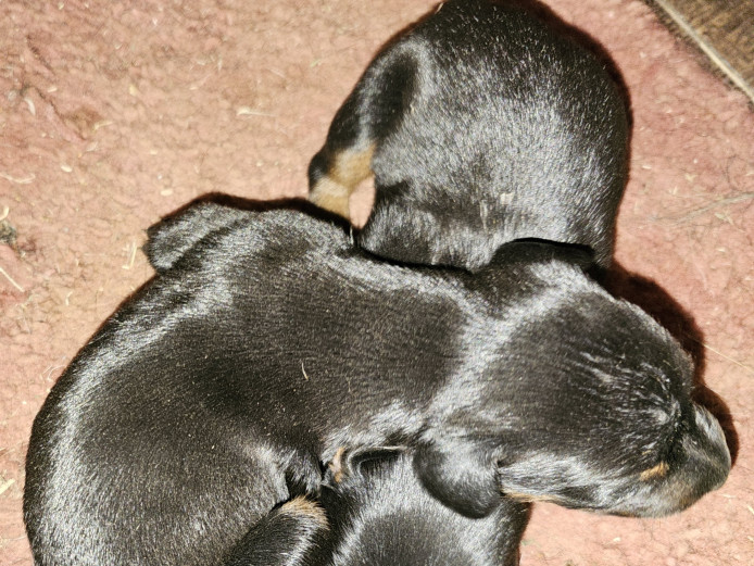 Akc American Doberman puppies 
