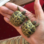 Hermanns Tortoises