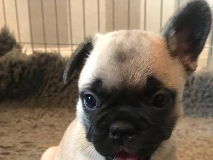 KC registered French Bulldog puppies