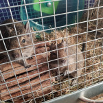 2 male degus and accessories