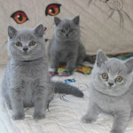 Amazing British Shorthair Kittens 