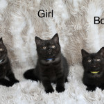 Beautiful GCCF Reg British Shorthair Kittens