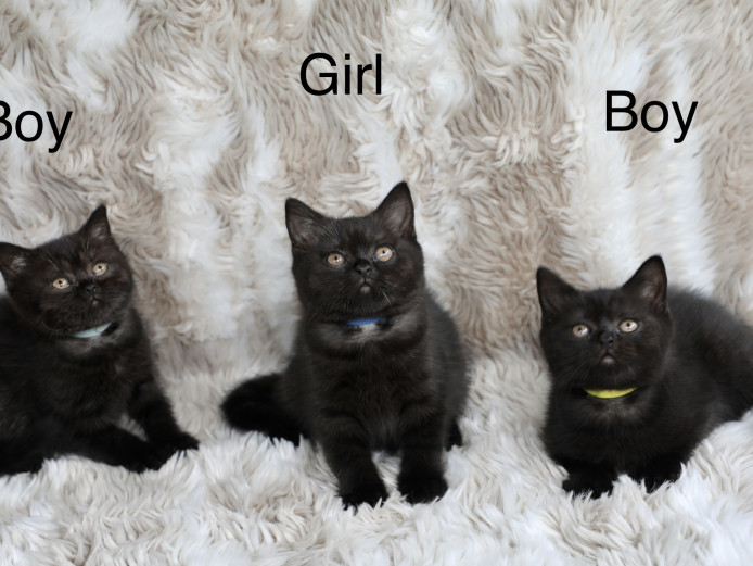 Beautiful GCCF Reg British Shorthair Kittens