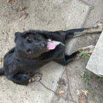 HI! My name is Bella and I’m For Sale,  I will be two September 27th i listen well i can roll, sit ,…