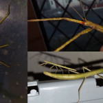 Indian stick insects Fleetwood