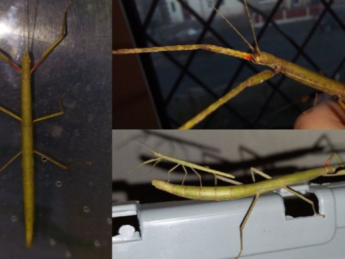 Indian stick insects Fleetwood