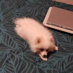 selling a small puppy