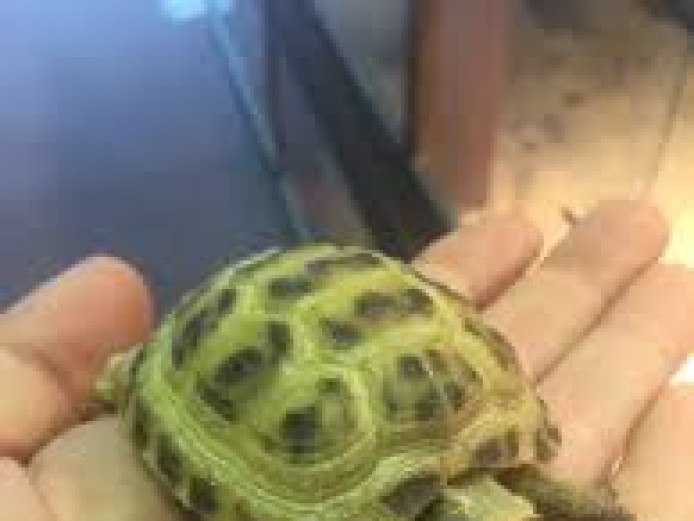 Baby Horsefield Tortoise 
