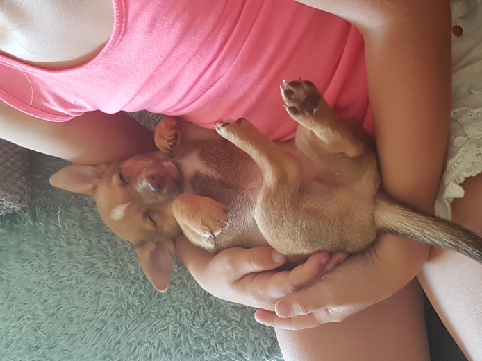 Chihuahua cross puppys