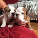 British Bulldog KC registered Puppies