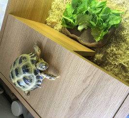 Horsefield Tortoise 2.5 years old with full setup