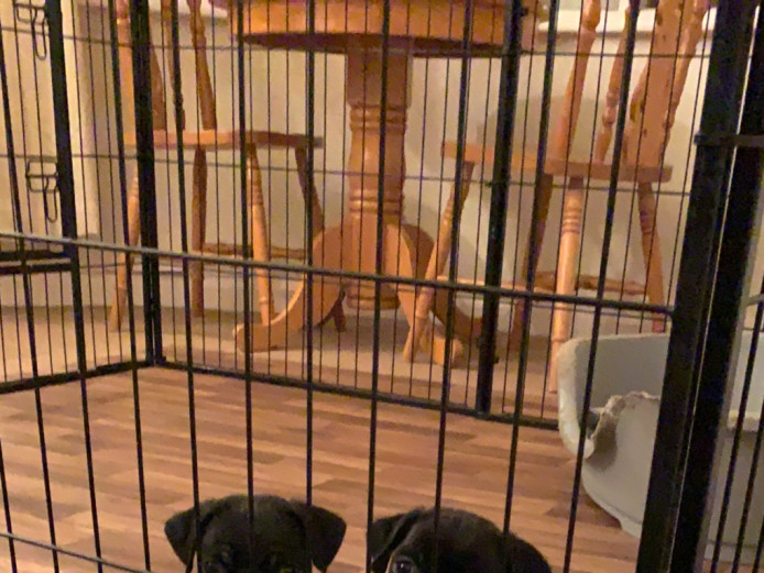 Beautiful pug puppies ready now!! 