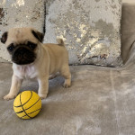 Super Cute Black and Fawn Kc Pug Puppies For Sale