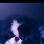 2 male and 1 female Japanese chin cross pomeranian for sale