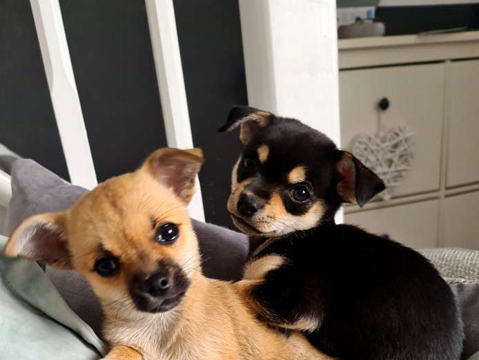 READY END OF JUNE Chihuahua puppies
