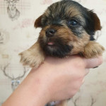 Gorgeous Yorkshire terrier pups for sale 