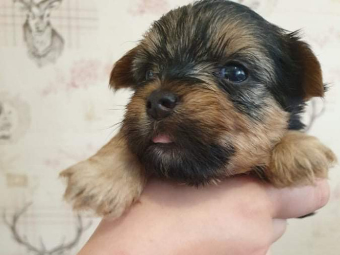 Gorgeous Yorkshire terrier pups for sale 