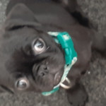 Kc pugs babies ready for there forever loving homes