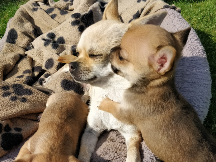 Gorgeous chihuahua puppies