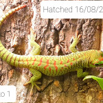 Giant Day Gecko Juveniles (phelsuma grandis)