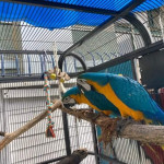 Blue and gold macaw young