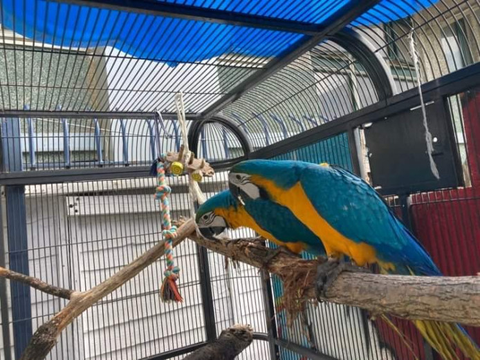 Blue and gold macaw young